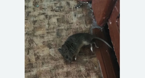 Дезинфекция от мышей в Карпинске